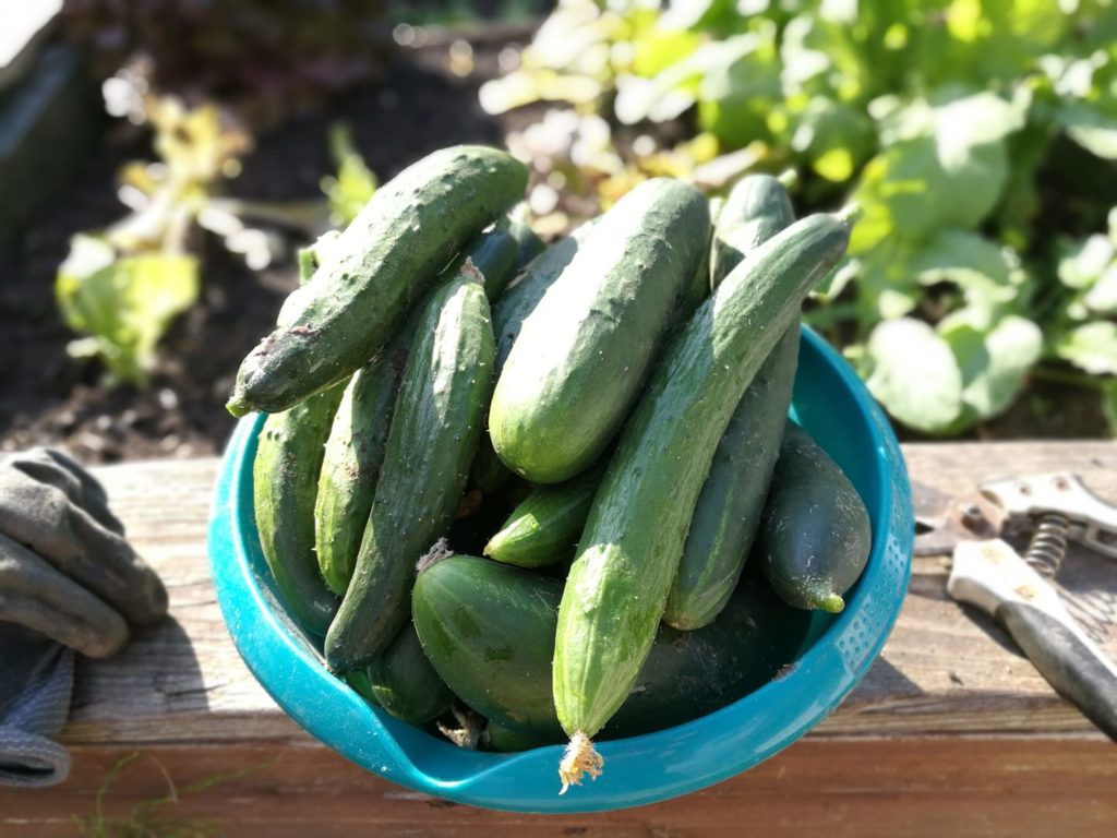 Gurken aus dem eigenen Garten