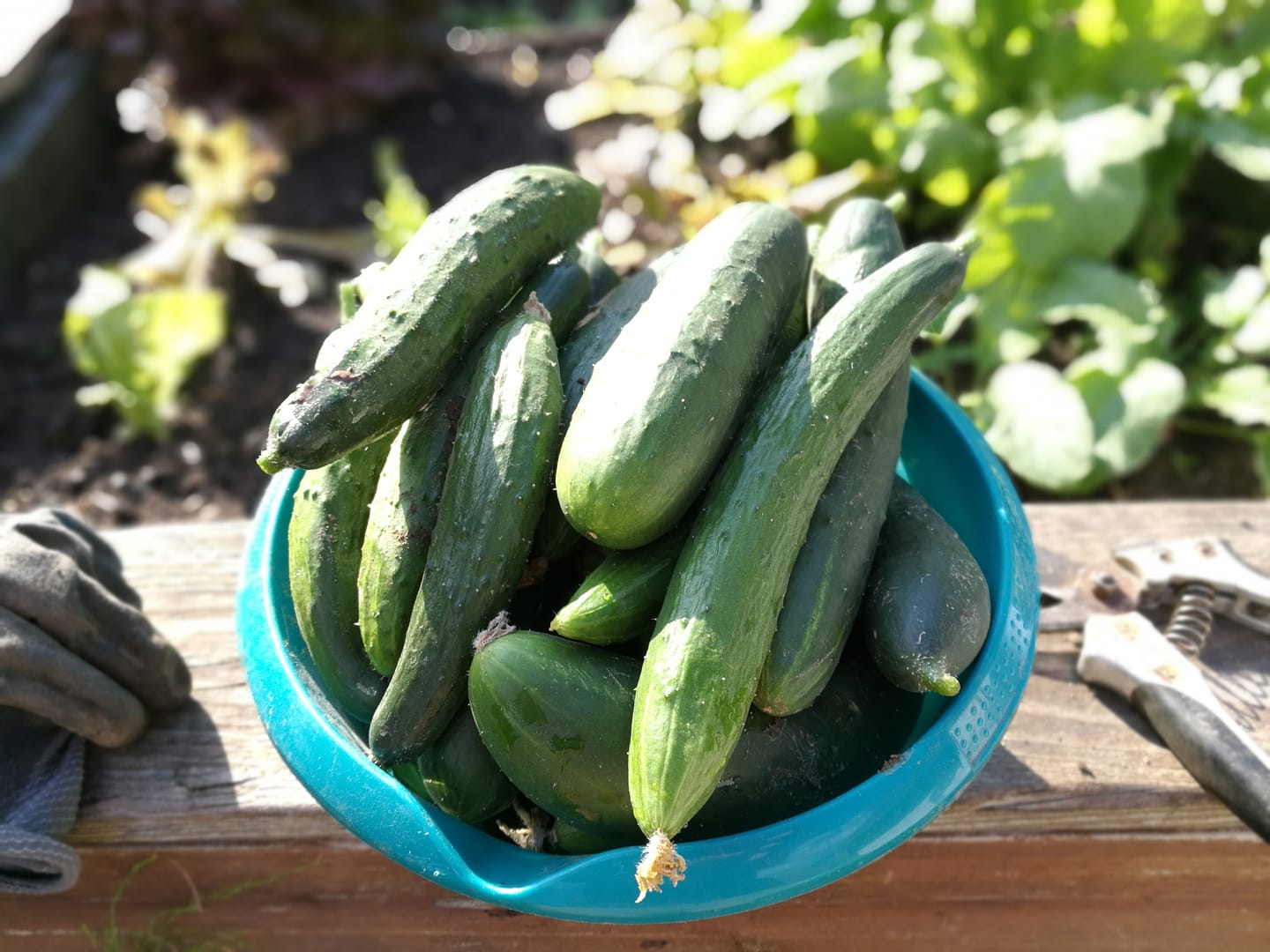 Gurken aus dem eigenen Garten im Juli 2018