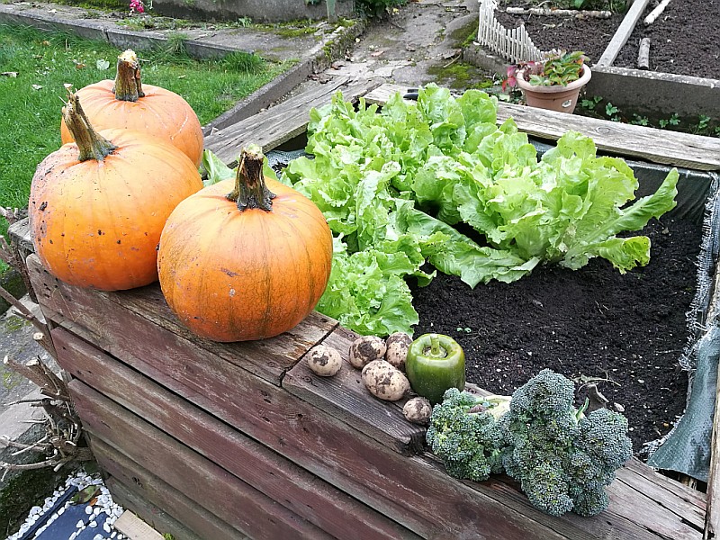 Gartenarbeit Oktober 2021. Hochbeet mit Gemüse